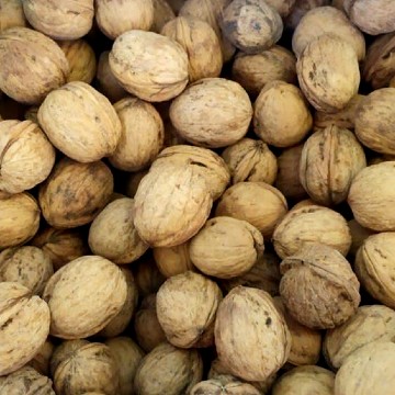 Walnuts in shell